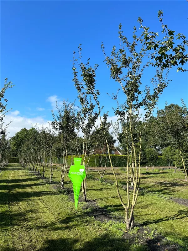 Acer campestre