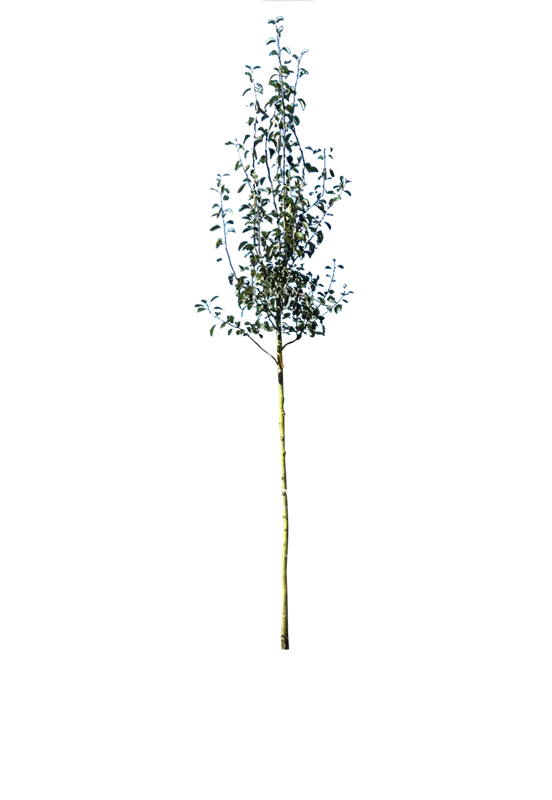 Pyrus com.'Alexander Lucas' CAC