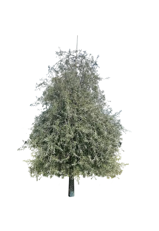Pyrus salicifolia 'Pendula'