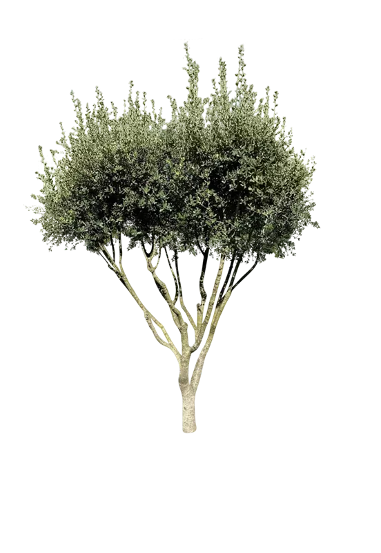 Quercus ilex