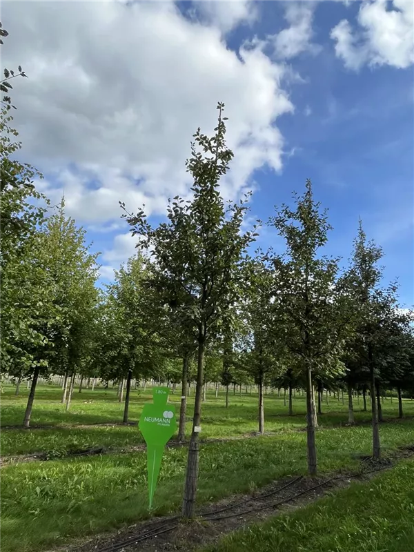 Sorbus intermedia 'Brouwers'
