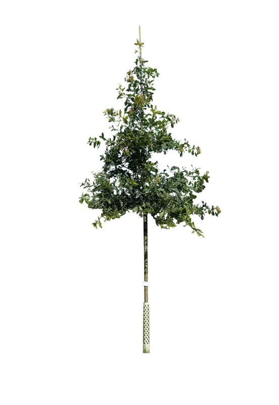 Quercus petraea