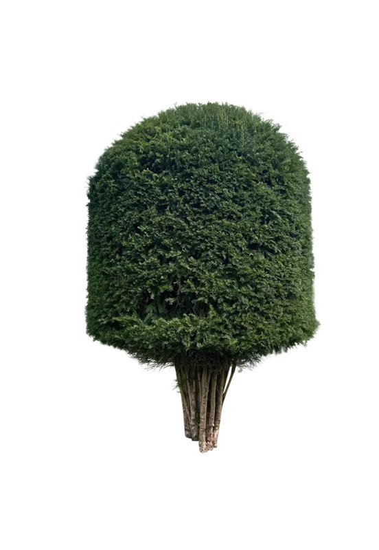 Taxus baccata