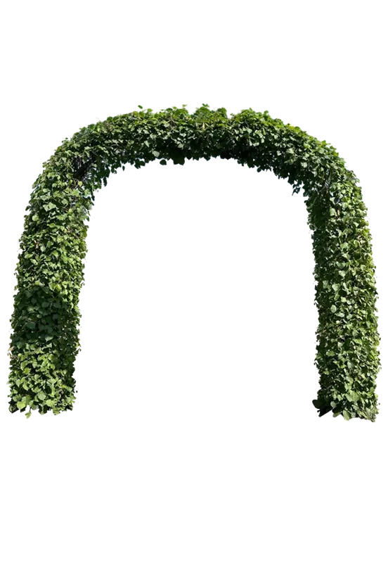 Tilia europaea 'Pallida'