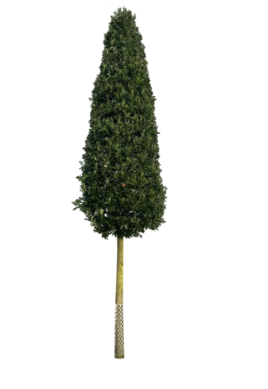 Quercus petraea 'Fastigiata'