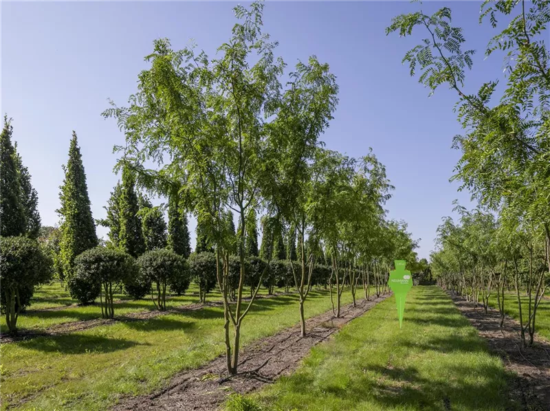 Gleditsia triacanthos 'Skyline'