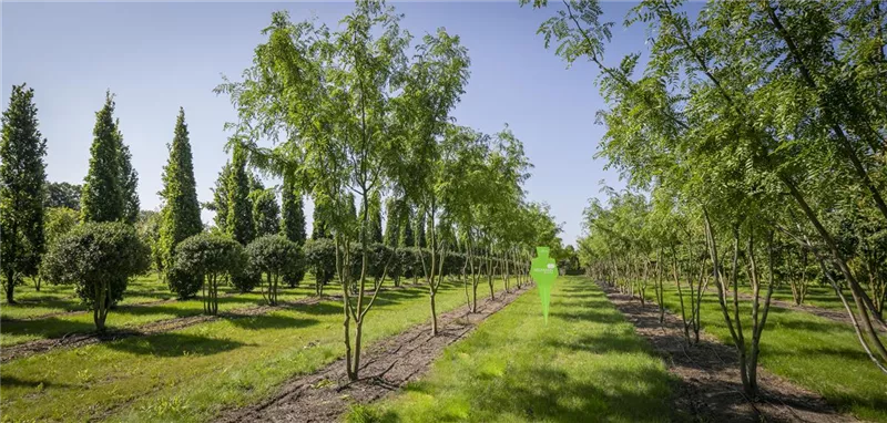 Gleditsia triacanthos 'Skyline'