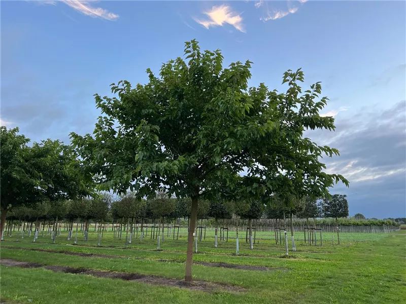 Morus alba 'Fruitless'