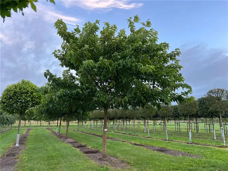Morus alba 'Fruitless'