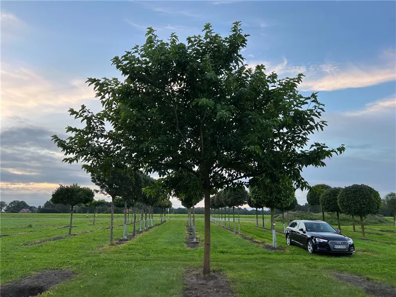 Morus alba 'Fruitless'