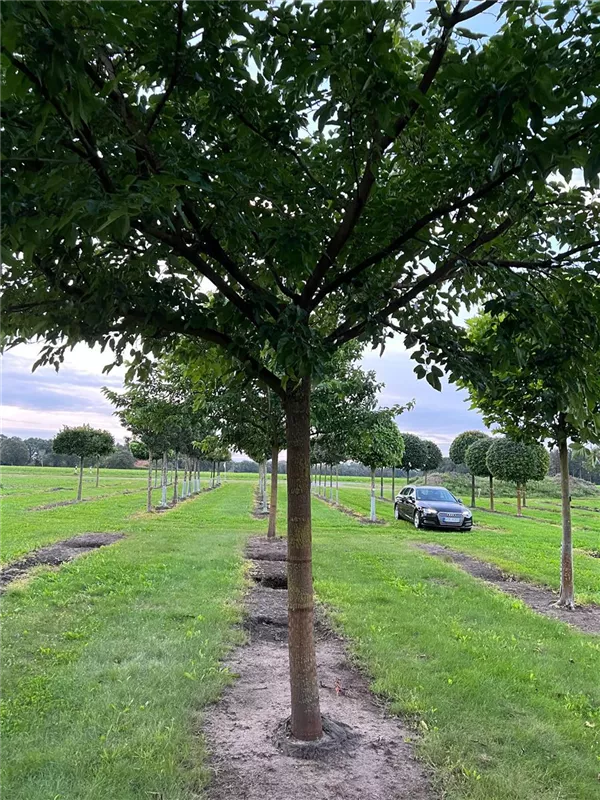 Morus alba 'Fruitless'