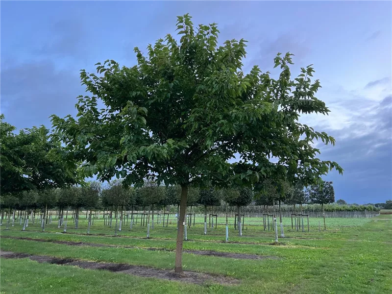 Morus alba 'Fruitless'