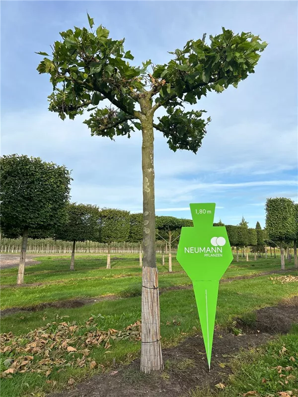 Platanus hispanica