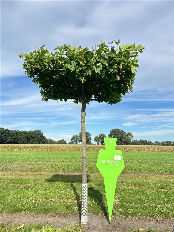 Platanus hispanica