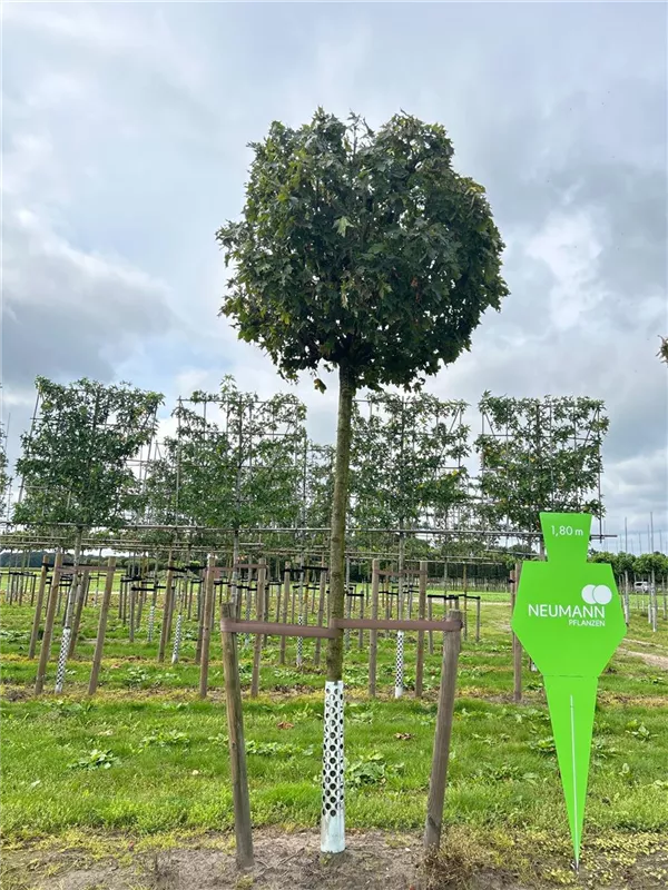 Acer platanoides 'Globosum'