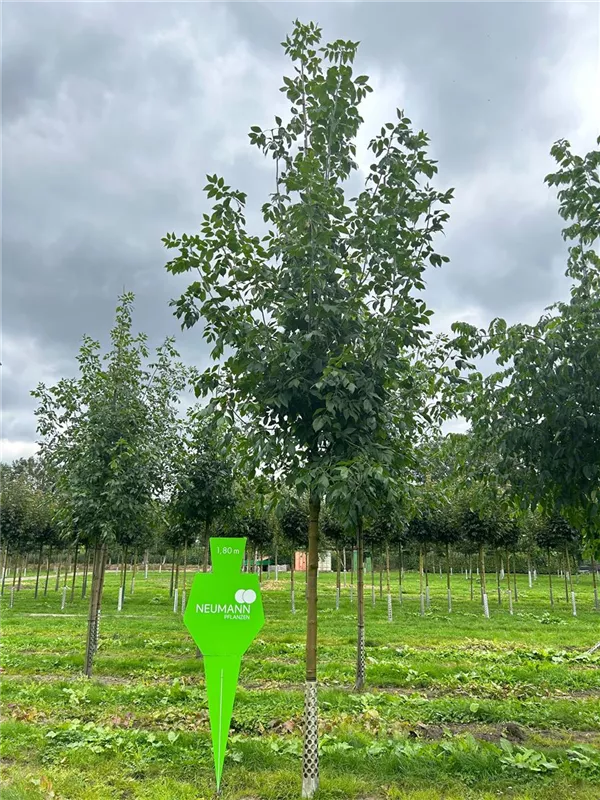 Fraxinus pennsylvanica 'Zundert'