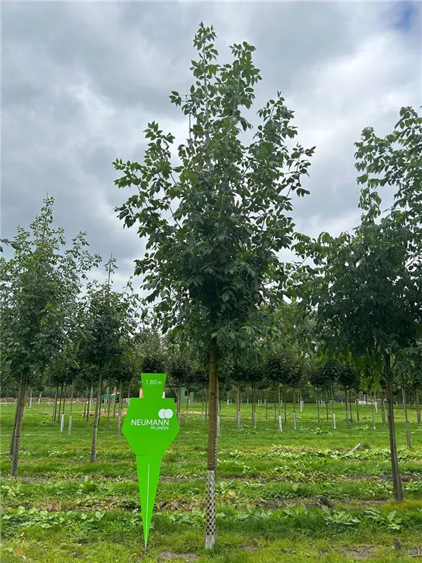 Fraxinus pennsylvanica 'Zundert'