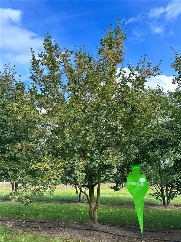 Acer campestre