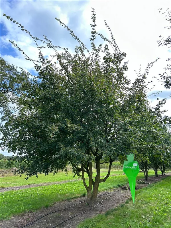 Acer campestre