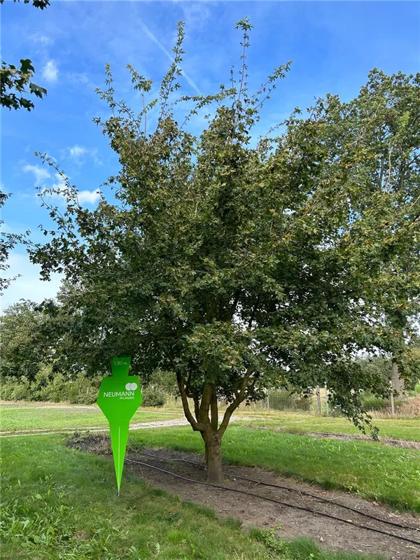 Acer campestre