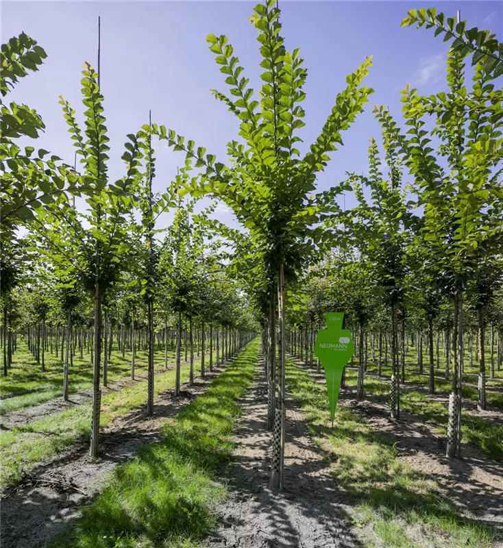 Ulmus hollandica 'Lobel'
