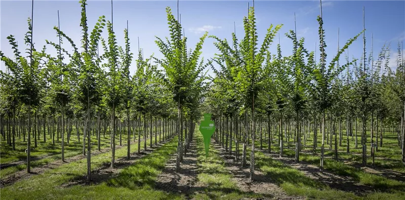 Ulmus hollandica 'Lobel'