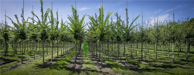 Ulmus hollandica 'Lobel'