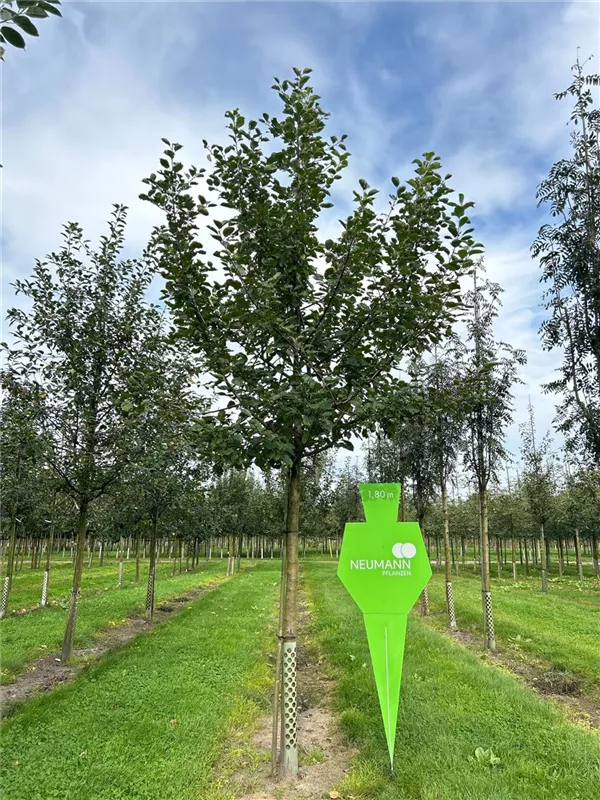 Malus 'Roter Boskoop' CAC