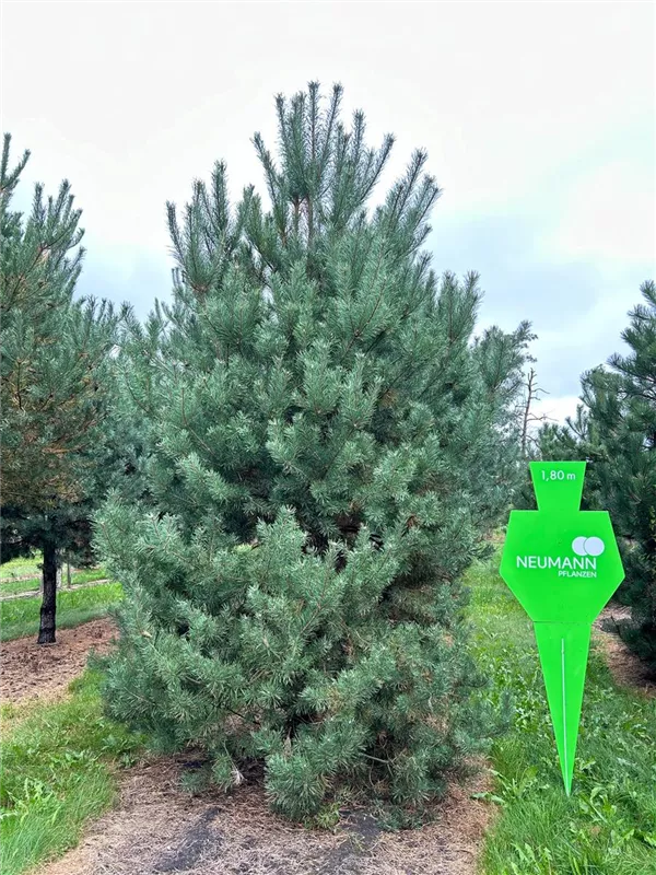 Pinus sylvestris