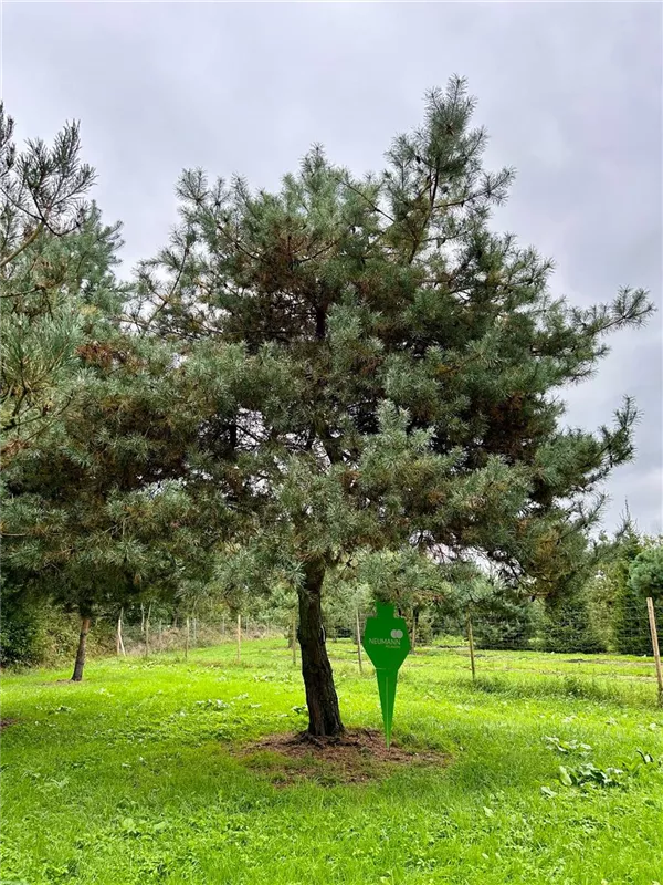 Pinus sylvestris