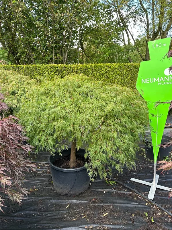 Acer palmatum 'Dissectum'