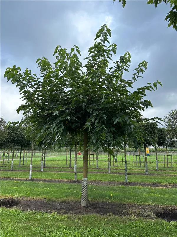 Morus alba 'Fruitless'