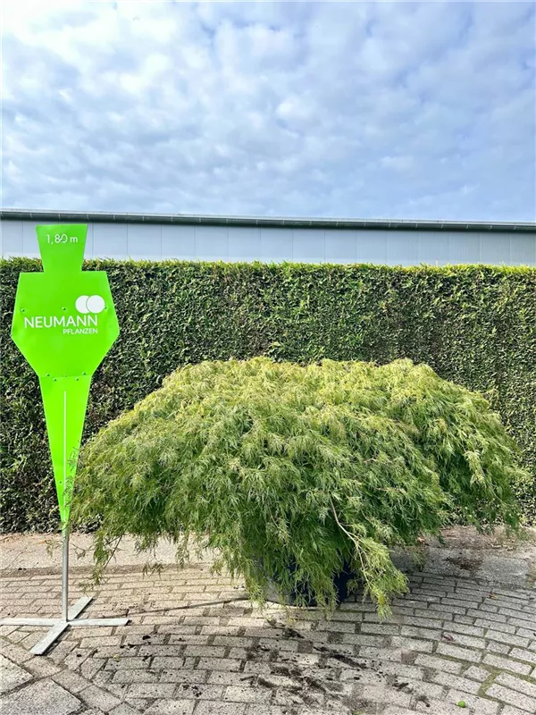 Acer palmatum 'Dissectum'
