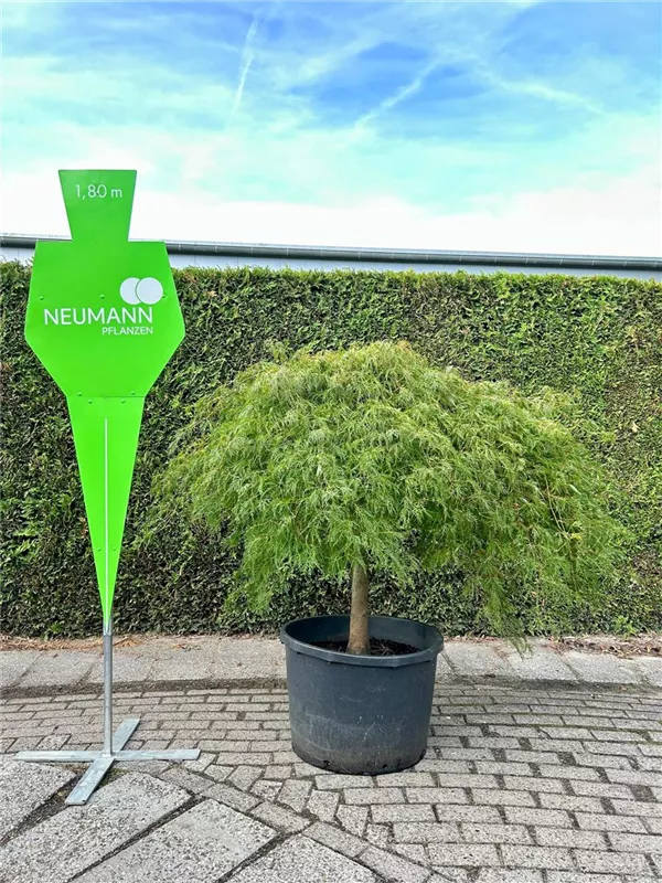 Acer palmatum 'Dissectum'