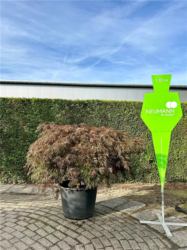 Acer palmatum 'Garnet'