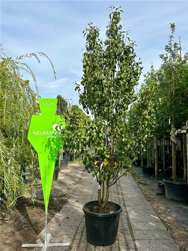 Pyrus com.'Conferencebirne' CAC