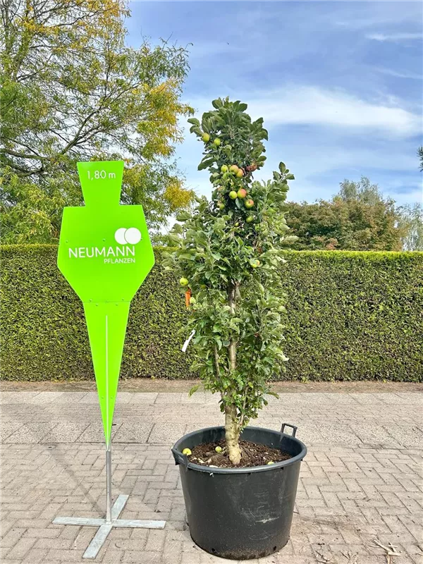 Malus 'Rondo' -S- CAC Malus 'Rondo' -S- CAC