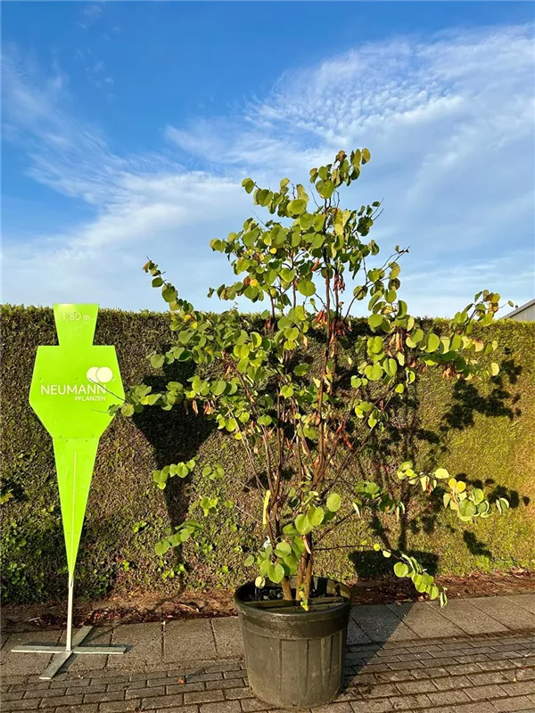 Cercis siliquastrum