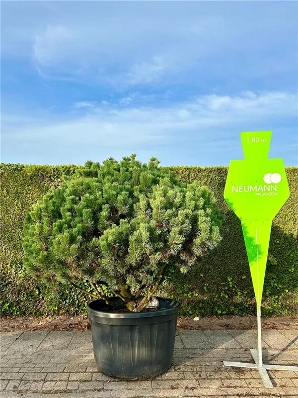 Pinus mugo 'Mops'