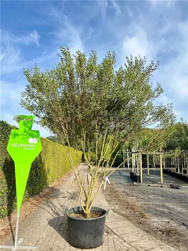 Phillyrea angustifolia