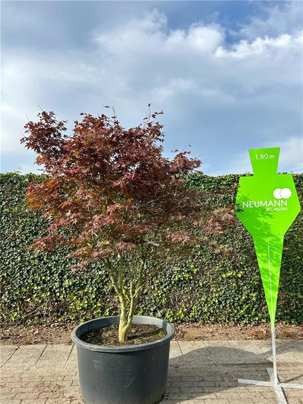 Acer palmatum 'Bloodgood'
