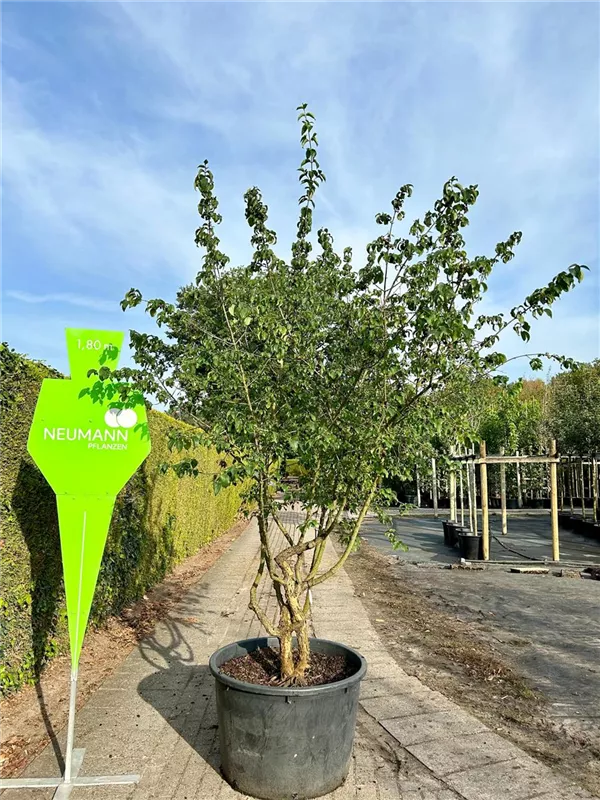 Cornus mas