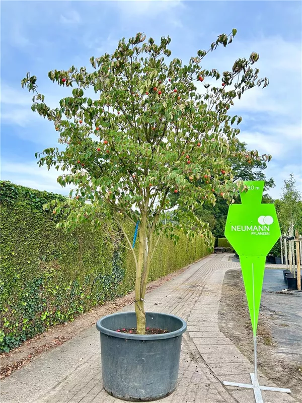 Cornus kousa chinensis