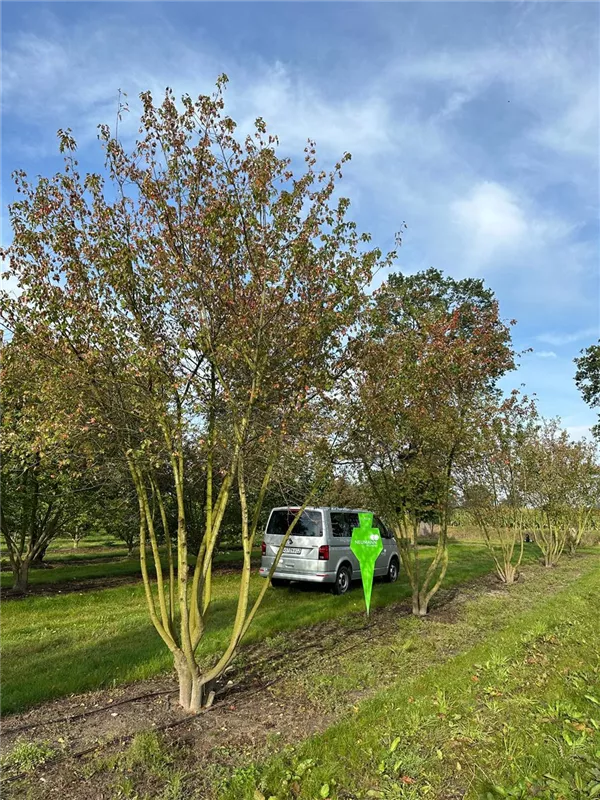 Acer ginnala