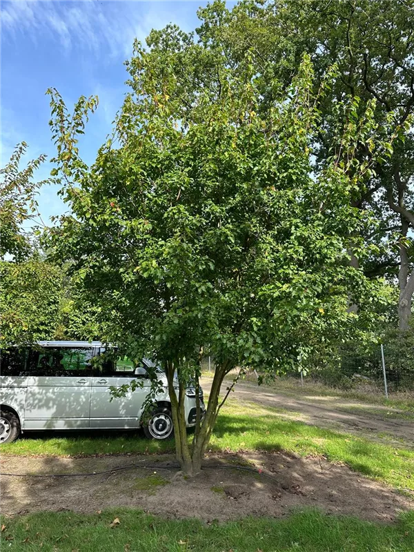 Acer ginnala