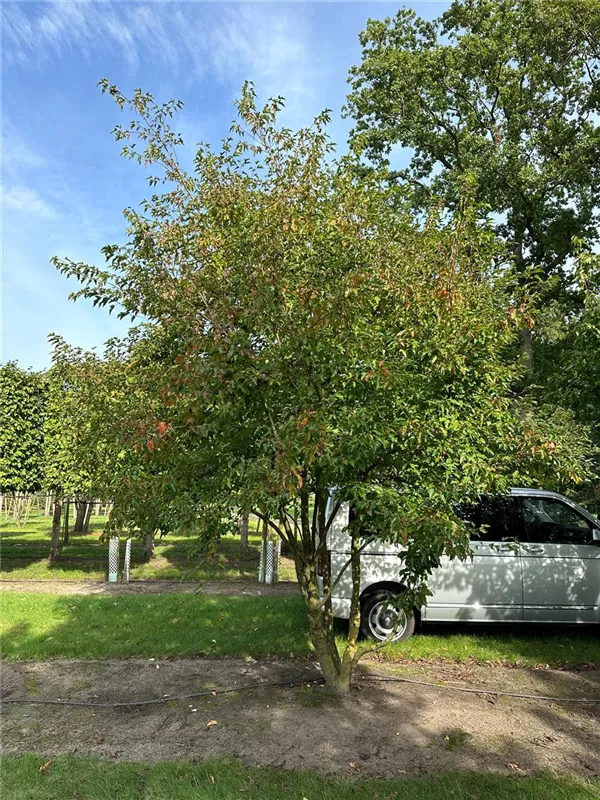 Acer ginnala
