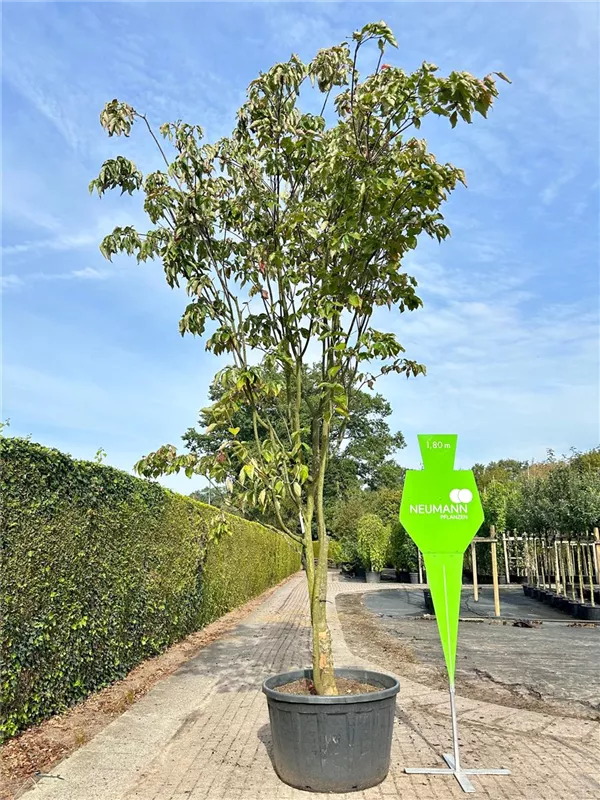 Cornus kousa 'Venus' -R-