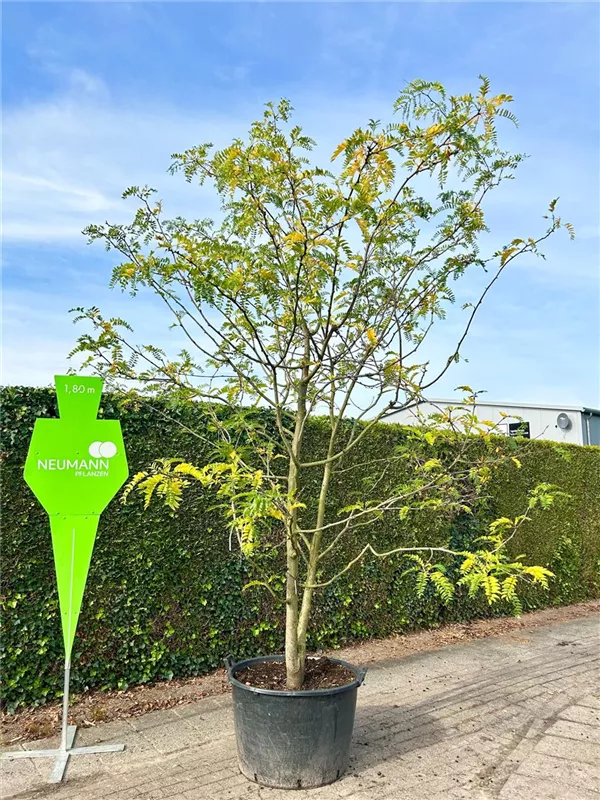 Gleditsia triacanthos inermis