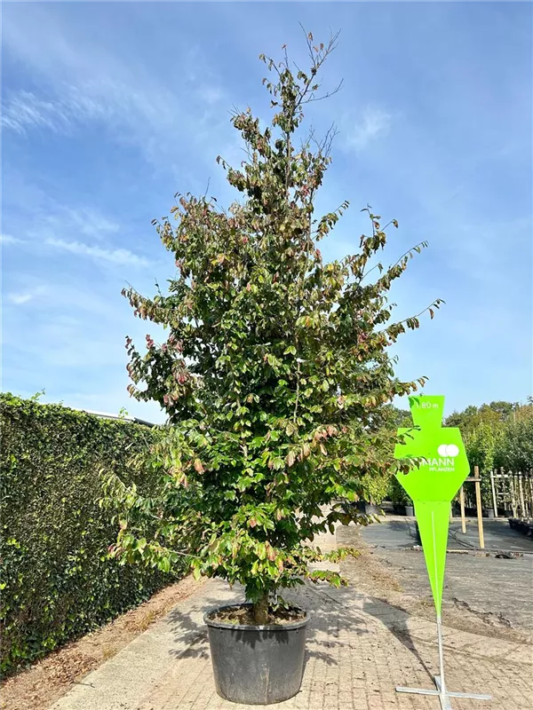 Parrotia persica 'Vanessa'