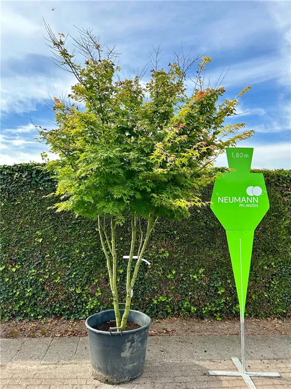 Acer palmatum 'Orange Dream'